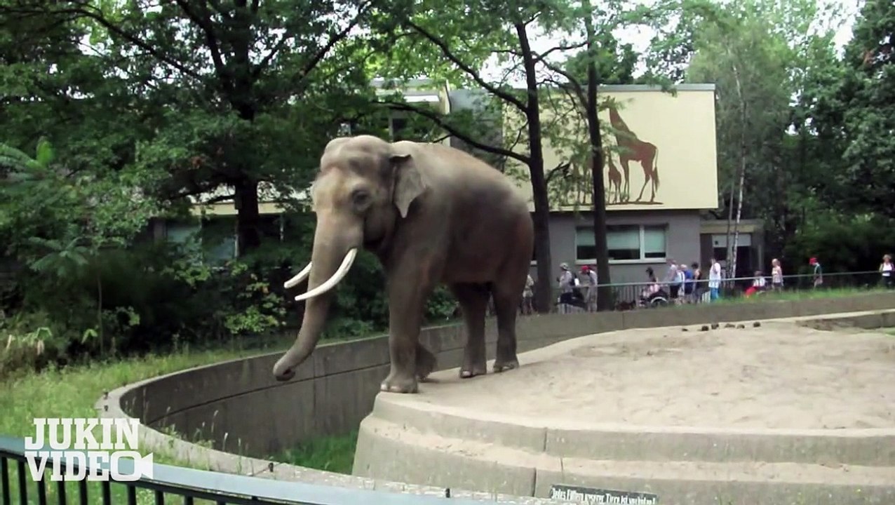 Elephant Flings Poop at Man