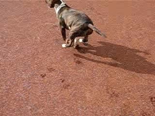 bull terrier bringé blanc