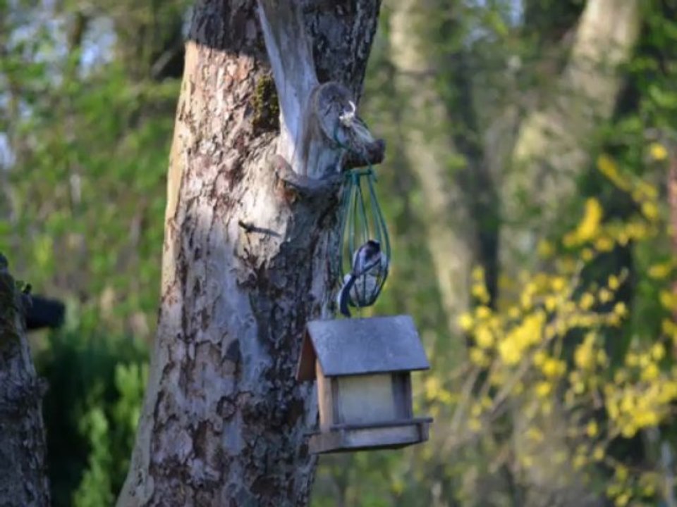 Vögel - Schwanzmeise - Aegithalos Caudatus - Long-Tailed Tit