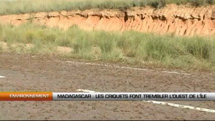 Madagascar : Les criquets font trembler l’ouest de l’île