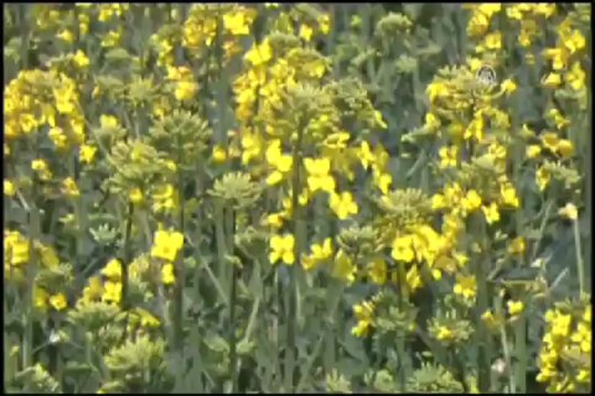 Uçuş saatine göre ilaçlama