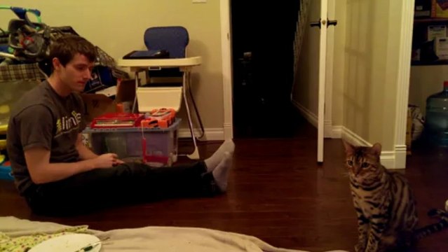 Cat Training - Sit & Beg... Also Be Incapable of Being Trained