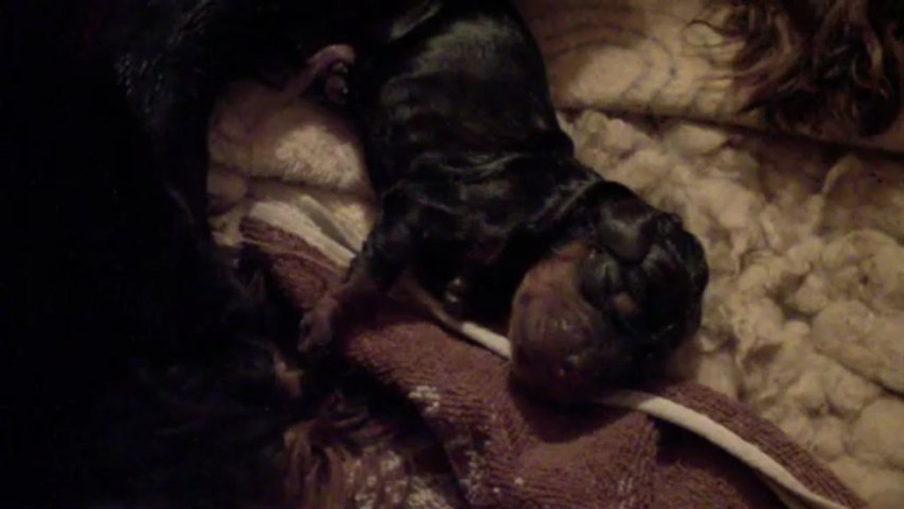 2013 04 06 Mise bas Faro Naissance 2ème chiot