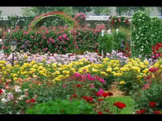 İBRAHİM TATLISES - ORMANCI