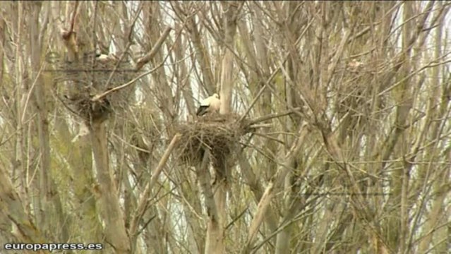 Tablas de Daimiel alcanza el cien por cien de capacidad