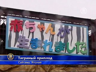 Усатое-полосатое пополнение в японском зоопарке