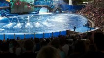 sea world - les orques - Orlando