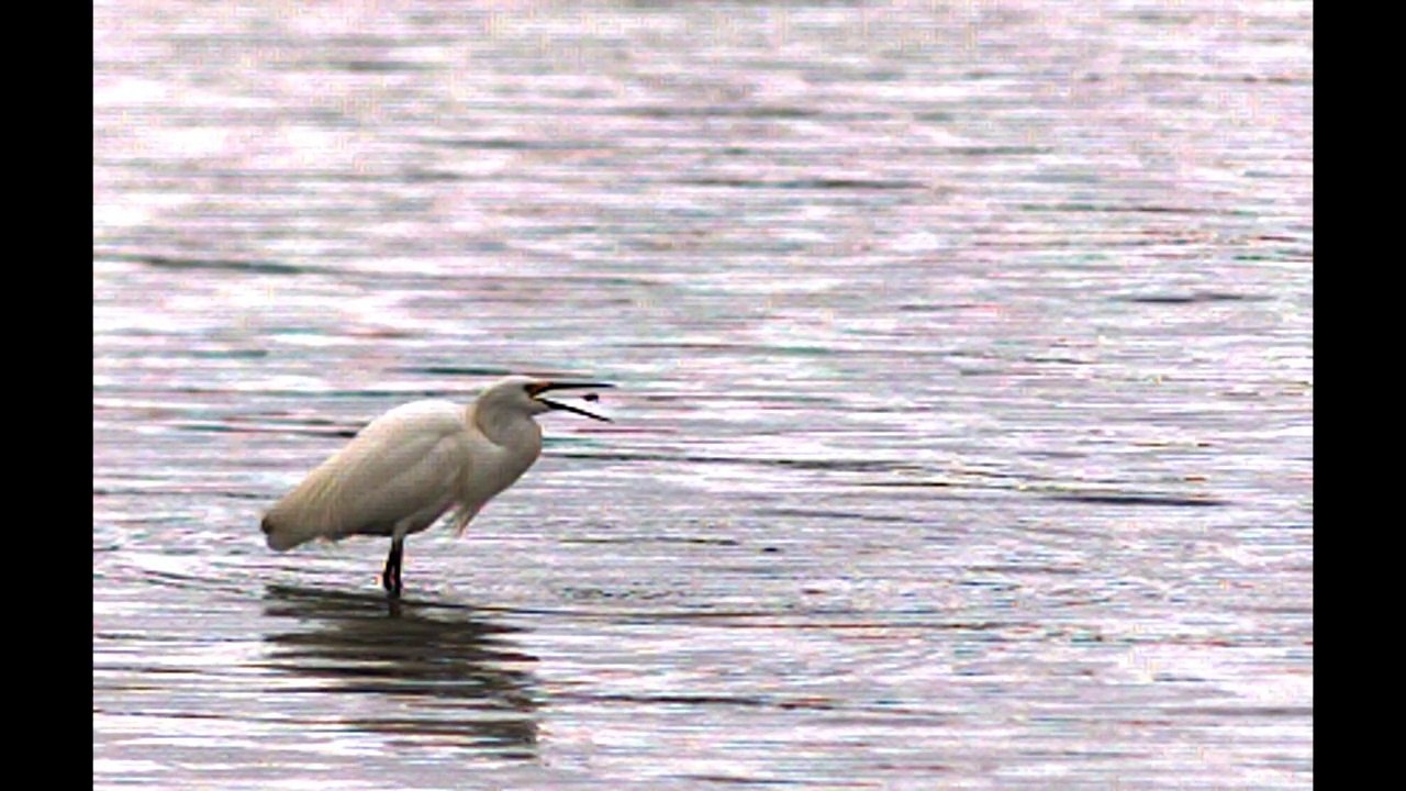 Egret fishing in Slow motion