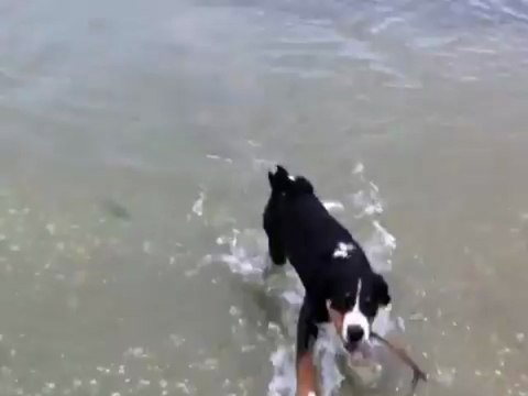 J'adore jouer dans l'eau par Houba, chiot, bouvier de l'Appenzell