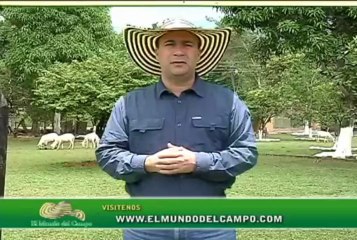 4 de Abril de 2013 Tropical Ovinos web