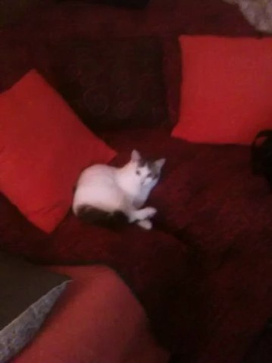 paf le chat