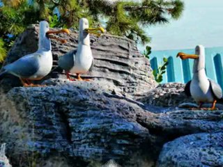 vacation homes near disney kissimmee