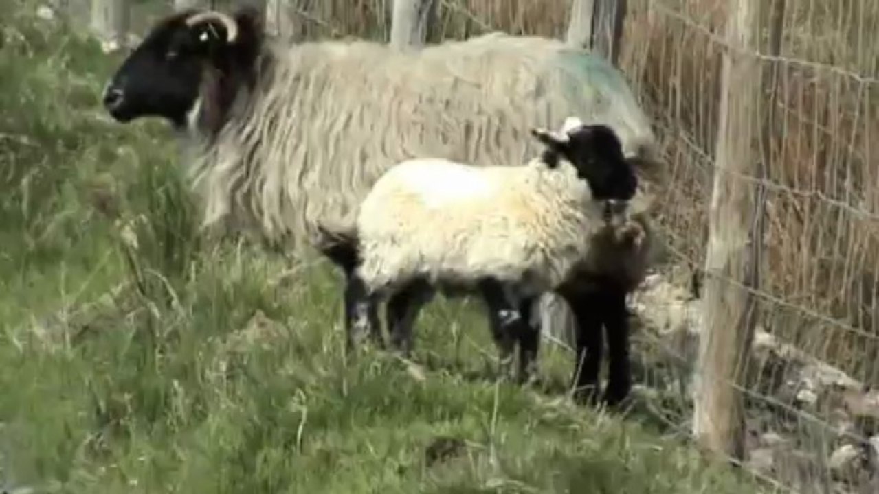 New01.mpg Irelande 2 Connemara