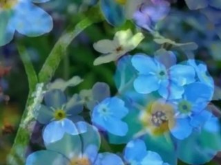 barak SABAHAT AKKIRAZ