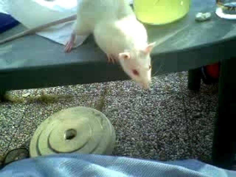 rat