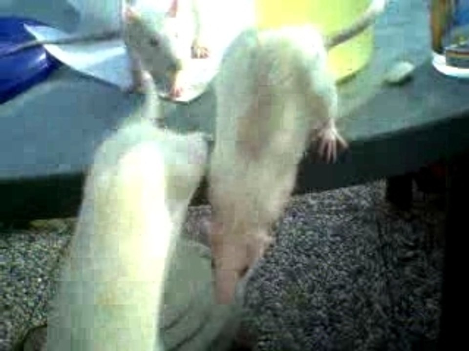 double rat