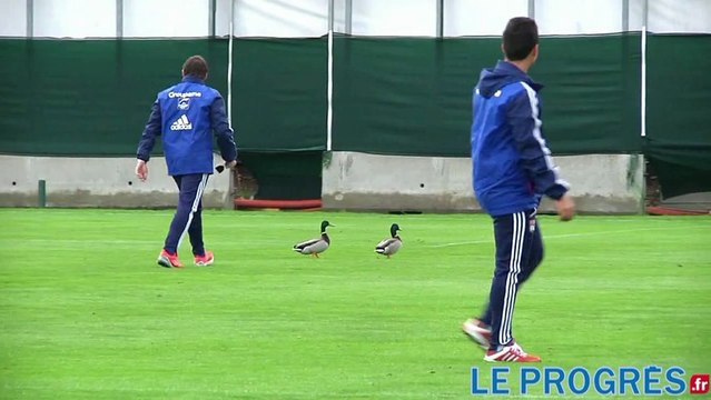Robert Duverne... s'échauffe avec des canards à l'OL !
