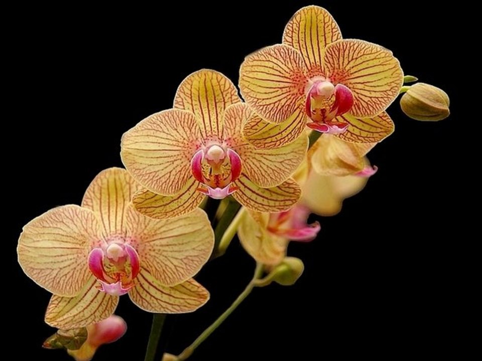 MERVEILLEUSES ORCHIDEES