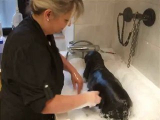 Arone le cocker américain soin semaine 5