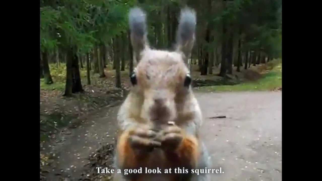 Les écureuils sont des super Heros