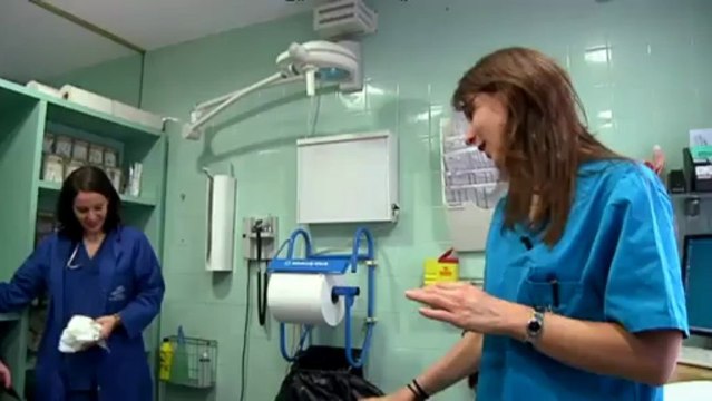 TV3 - Veterinaris - Veterinaris - capítol 95