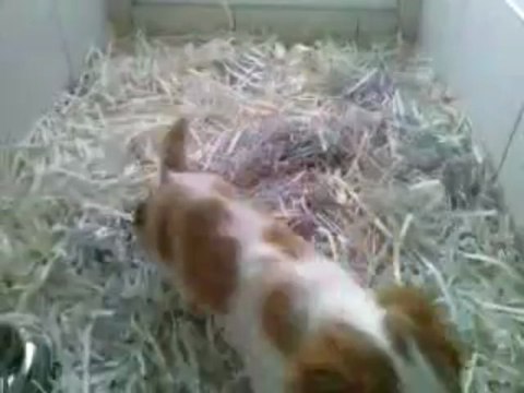 satilik cavalier king charles yavrulari 0533 3974577