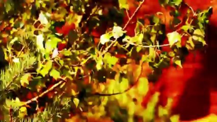 HAROLD MARTINEZ "Faith Healer" (clip officiel)