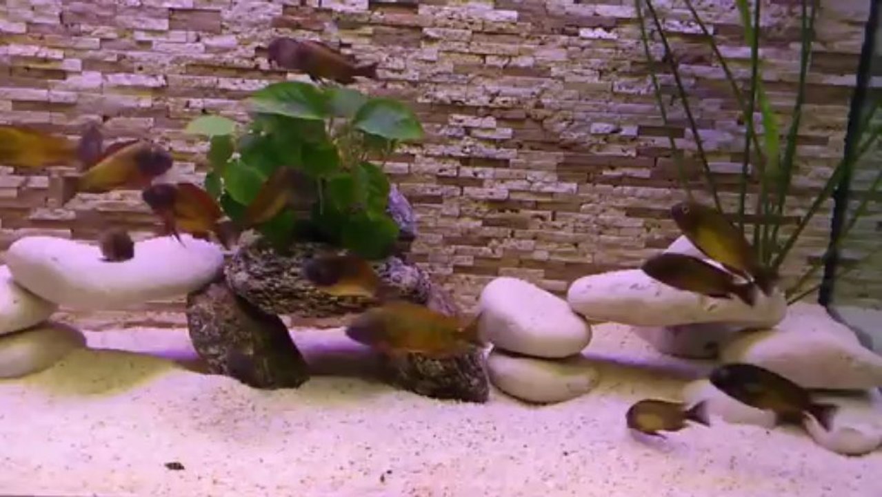 05-04-2013 ilangilerim