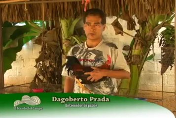 6 de Abril de 2013 Gallos Valledupar