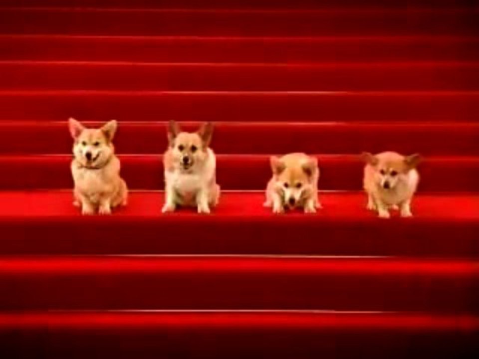 corgis singing happy birthday