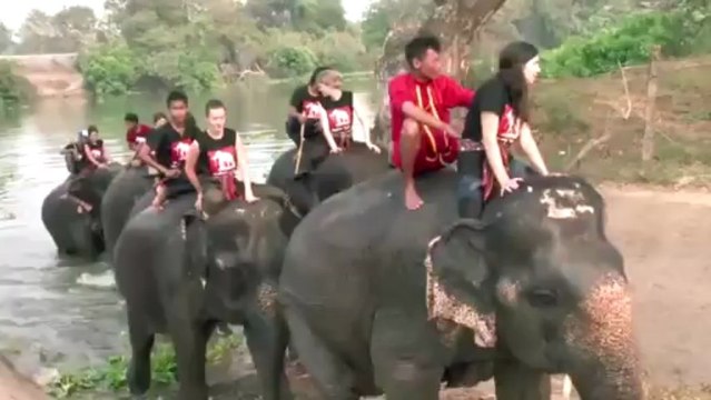 VNR Elephant Stay 3 Min