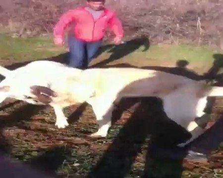 KALELİ KARABAŞ YAKUBUN KARABAŞ