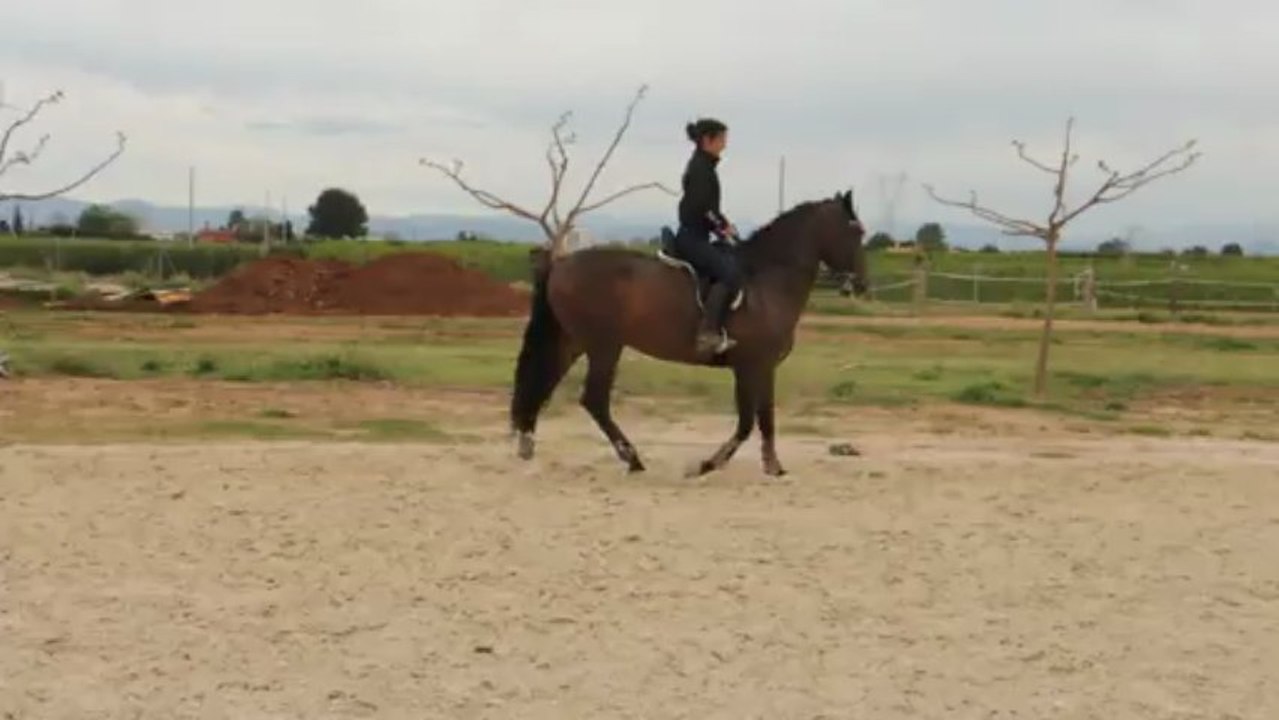 caballo trote y galope