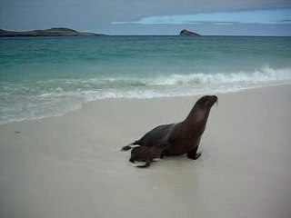 Maman et Bebe Otarie aux Galapagos