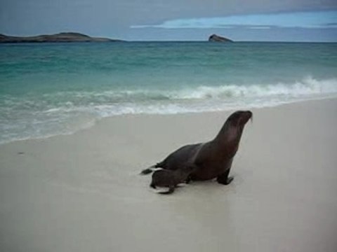 Maman et Bebe Otarie aux Galapagos