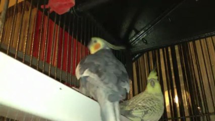 Espérance chante "vive le vent"