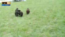 Des moutons bretons pour tondre les pelouses à Paris - 06/04