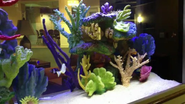 Ponte Vedra, FL. Aquatic Care, Aquariums 904-588-2700 Ponte Vedra Florida.