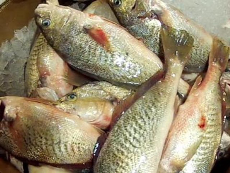 Inside frantic life of NYC's Fulton Fish Market