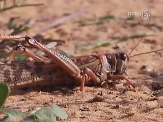 Locusts Invade Israel, First Ravaging Crops in Egypt