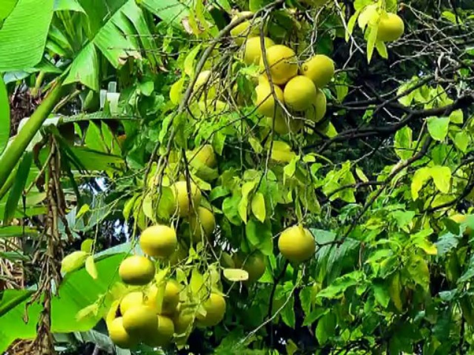 L' ILE DE TENERIFFE et Le TEIDE