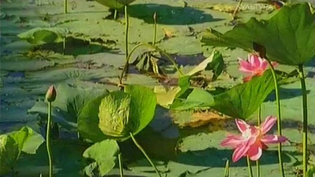 Летний Дворец. Сады Таинственной Императрицы