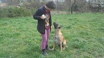 Exercice(Aboie) avec FOU LE CAMP(Berger Belge Malinoise).