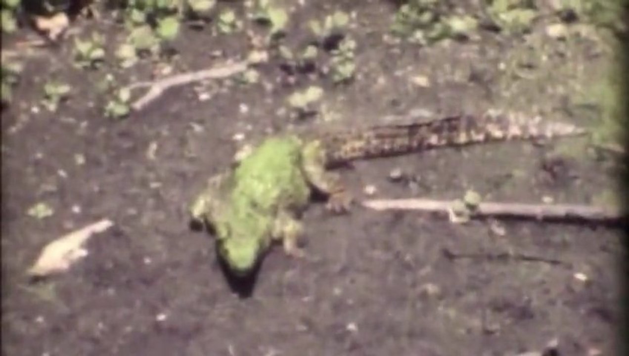 Cienaga de Zapata (Cuba) '92