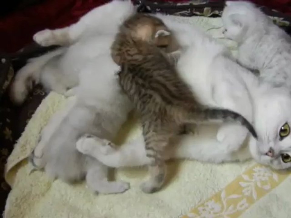 Les BB ont 23 jours (2)