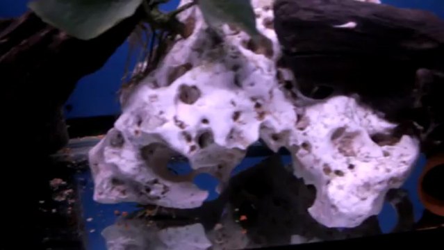 Damızlık L144 vatoz ve yavruları, Yavru L144 longfinler ve lepistes Dostluğu