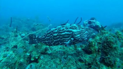 Plongée à Cuba. Focus sur les requins