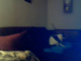 Paws fluffing up blanket