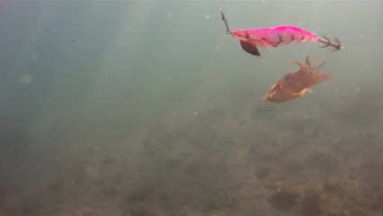 La pêche de la seiche à la turlutte