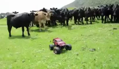 vaqueros del siglo xxi